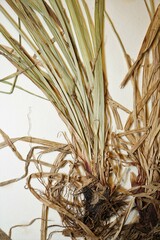 Carex assiniboinensis