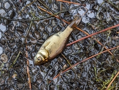 Carassius auratus