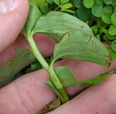 Commelina benghalensis