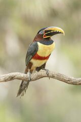 Pteroglossus castanotis