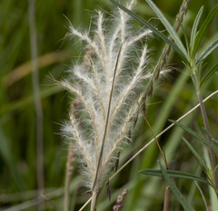 Bothriochloa