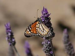 Danaus erippus