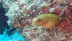 Gymnothorax miliaris