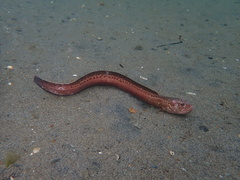 Wrymouth photo 3