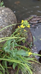 Erysimum cheiranthoides