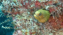 Gymnothorax miliaris