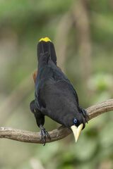 Psarocolius decumanus