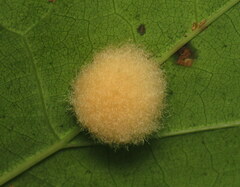 Philonix fulvicollis