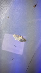 Herpetogramma aeglealis