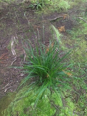 Carex vulcani
