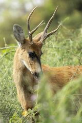 Blastocerus dichotomus