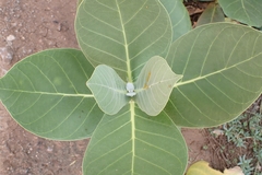 Calotropis procera image