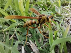 Polistes major