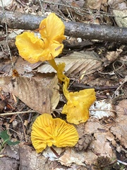 Cantharellus minor