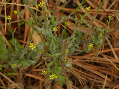 Sisymbrium officinale
