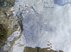 Ranunculus aquatilis