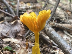Cantharellus minor