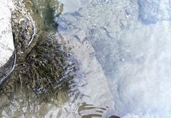 Fontinalis antipyretica