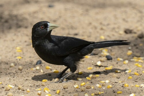 Solitary Cacique (Cacicus solitarius), photo 6