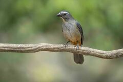 Saltator coerulescens