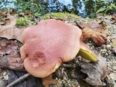Baorangia bicolor