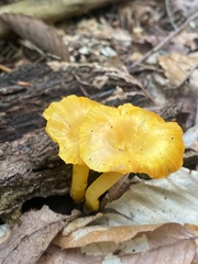 Cantharellus minor