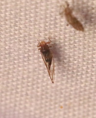 Phylloplecta tripunctata