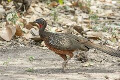 Penelope ochrogaster