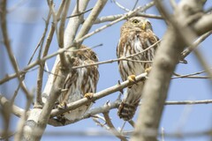 Glaucidium brasilianum