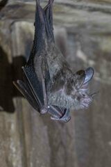 Trachops cirrhosus