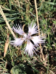 Dianthus hyssopifolius