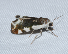 Tarache lanceolata