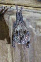 Trachops cirrhosus