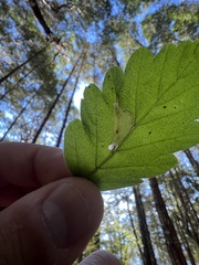 Phyllonorycter holodisci
