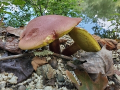Baorangia bicolor