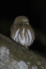 Glaucidium brasilianum