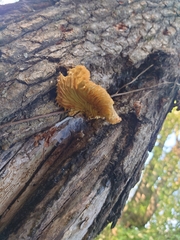 Tapinella panuoides