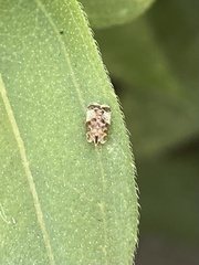 Corythucha juglandis