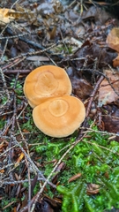 Hydnum umbilicatum