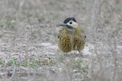 Colaptes melanochloros