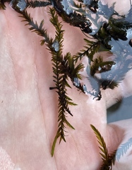Fontinalis antipyretica