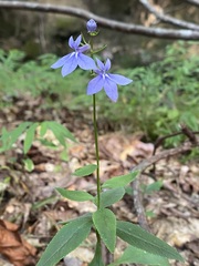 Lobelia amoena