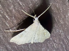 Redectis pygmaea