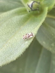 Corythucha juglandis