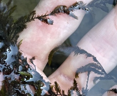 Fontinalis antipyretica