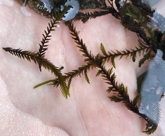 Fontinalis antipyretica