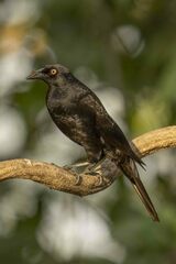 Molothrus oryzivorus