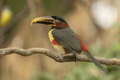 Pteroglossus castanotis