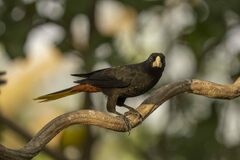 Psarocolius decumanus