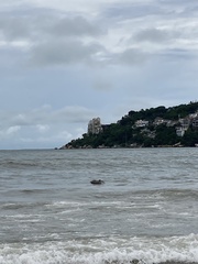 Pelecanus occidentalis